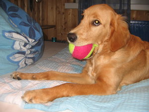 Randy 24.6.2010 mit Ball 011.JPG