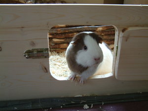 Lucy, Mary & Felix 004.jpg