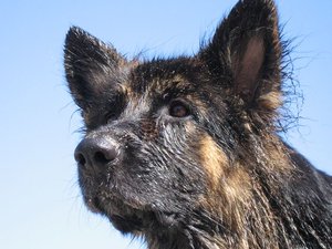 k-Rheinaltrip 17 Juli 2010 019.jpg