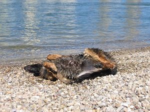 k-Rheinaltrip 17 Juli 2010 013.jpg