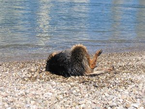 k-Rheinaltrip 17 Juli 2010 014.jpg