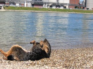 k-Rheinaltrip 17 Juli 2010 015.jpg