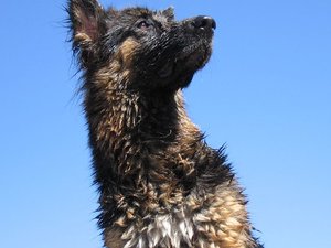 k-Rheinaltrip 17 Juli 2010 017.jpg