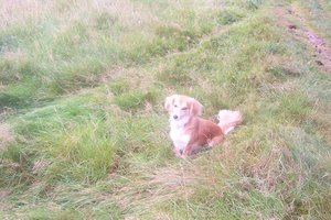 Daisy auf der Wiese 4.JPG