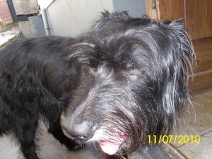 tyson und aika 018.jpg