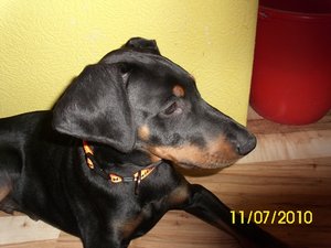 tyson und aika 007.jpg