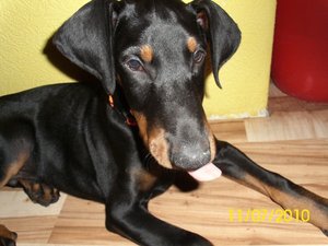 tyson und aika 011.jpg