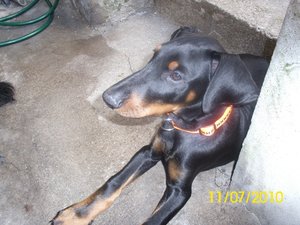 tyson und aika 025.jpg