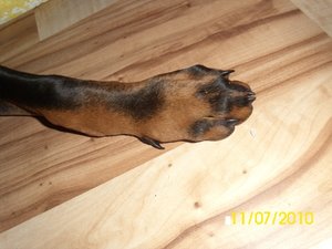 tyson und aika 010.jpg