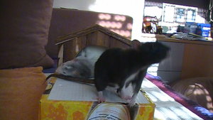 42. 02.07.2010 Nelly, Chula und RoÃ±a.JPG