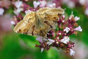 schmetterling1.jpg