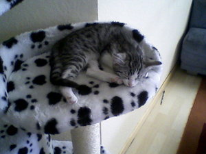 Lilly schlÃ¤ft.jpg