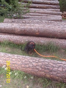 tyson und und 010.jpg