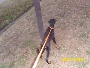 tyson und und 012.jpg