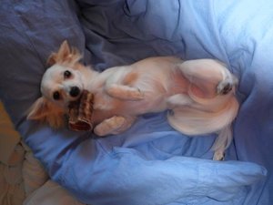 fame hundwettbewerb.jpg