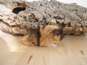 Delight von den Vereinsschweinchen1.jpg