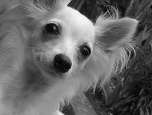 P1010021 schwarz tierfo.jpg