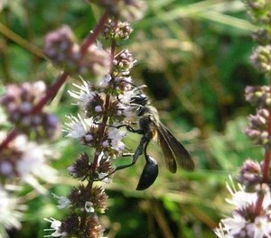 Insekt auf Minze P8162314.jpg