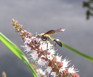 Insekt auf Minze P8162311.JPG
