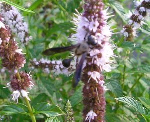 Insekt auf Minze P8162336.JPG