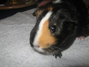 IMG_1338 verkleinert.JPG