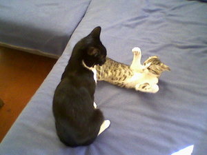 Katzen kÃ¤mpfen.jpg