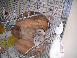 19. 22.06.2010 Nelly und Pearl .JPG