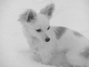 fame portrait tierf.jpg