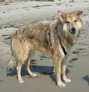 Rocky nass und glÃ¼cklich.JPG