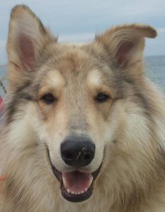 Rocky freut sich.JPG