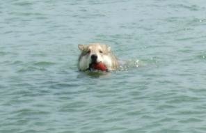 Rocky schwimmt in der Ostsee.JPG