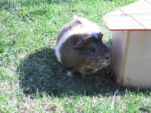 Es wird Sommer 008.jpg