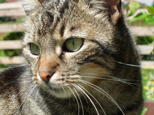 Mai 2010 033.JPG Mai 2010 033.JPG