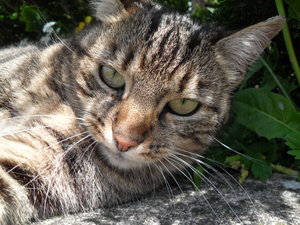 Mai 2010 044.JPG Mai 2010 044.JPG