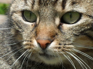 Mai 2010 034.JPG Mai 2010 034.JPG