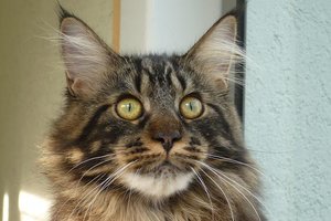 seppl und bailey 017.JPG seppl und bailey 017.JPG