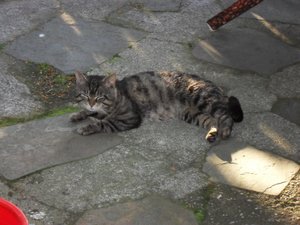 Katzen  - Lupin 2010 017.jpg