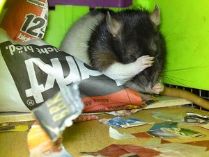 Bounty beim putzen.jpg