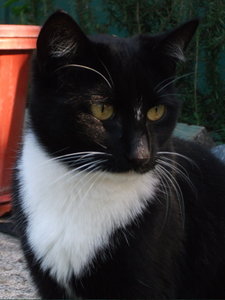 Blackie nah.jpg Blackie nah.jpg