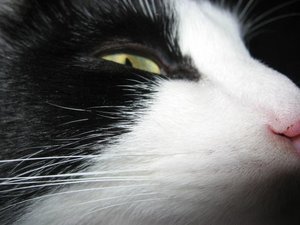 Mogli u. Merlin 002.jpg