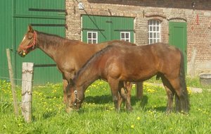 atlanta + felix 2.jpg