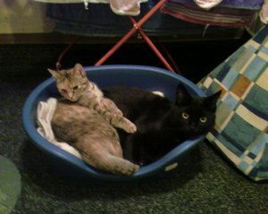 Midnight und  Sunshine-1.jpg