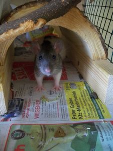 100_1936 - Kopie.jpg