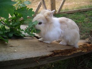 Kaninchen 24.7.06 094.jpg