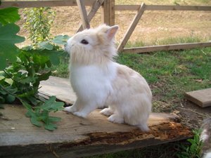 Kaninchen 24.7.06 095.jpg