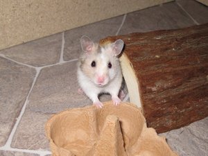 mcgee in pose gesetzt.JPG