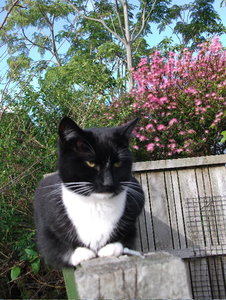 Blackie besonders.jpg