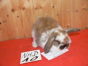 anfang-mai2010.jpg anfang-mai2010.jpg