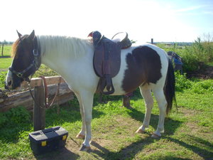 Stocksattel schrÃ¤g li. ganzes Pony.JPG