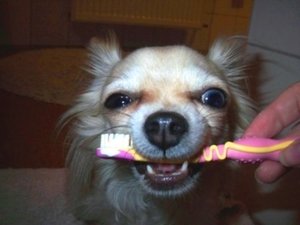 zÃ¤hneputzen (1).JPG